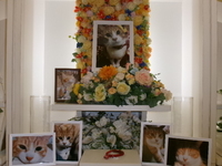 水戸市愛猫ちゃたろうちゃん