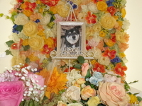 東海村愛犬リンちゃん