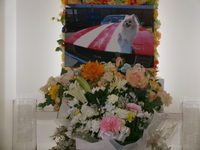 水戸市愛犬エースちゃん