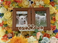 水戸市愛犬きなこちゃん