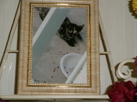 水戸市愛猫ティコちゃん