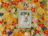 城里町愛犬うにちゃん