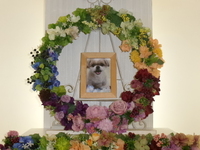 水戸市愛犬ココちゃん