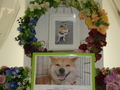 水戸市愛犬アラシちゃん