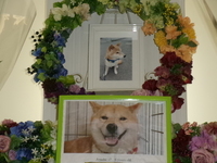 水戸市愛犬アラシちゃん