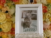 水戸市愛兎ぴょんすけちゃん