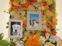 日立市愛犬ししまるちゃん