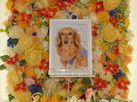 高萩市愛犬プリンちゃん