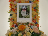 常陸太田市愛犬こむぎちゃん