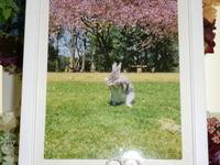 水戸市愛兎そらちゃん