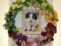 那珂市愛猫そらちゃん