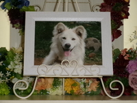 ひたちなか市愛犬ハクちゃん