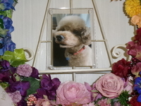 水戸市愛犬マロンちゃん