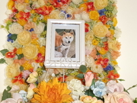 水戸市愛犬ルイちゃん