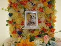 水戸市愛犬ララちゃん