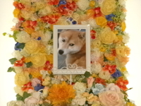 水戸市愛犬ココちゃん