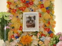 水戸市愛猫ミックちゃん