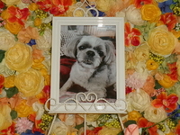 石岡市愛犬ノエちゃん