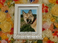 常陸太田市愛犬メリーちゃん