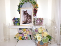 日立市愛猫クーちゃん