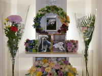 水戸市愛犬ちろちゃん