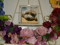 小美玉市愛犬ららちゃん