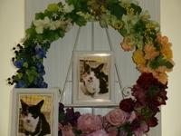 水戸市愛猫みぃたん