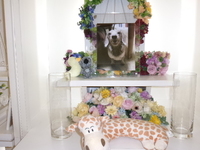 水戸市愛犬ネネちゃん