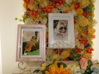 水戸市愛犬プリンちゃん