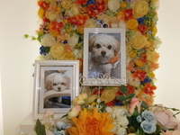 水戸市愛犬ソラちゃん