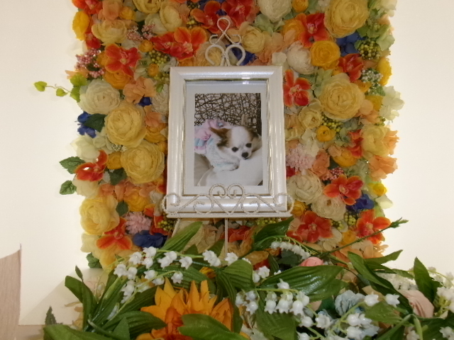 芹沢家すずちゃん.JPG