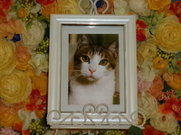 那珂市愛猫ほくとちゃん