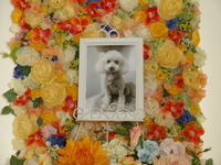 日立市愛犬ななちゃん