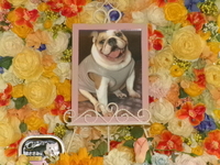 ひたちなか市愛犬ブル子ちゃん