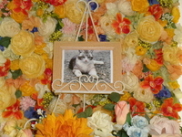 笠間市愛猫モグちゃん