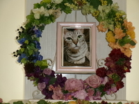 水戸市愛猫小春ちゃん