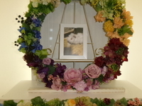 ひたちなか市モルモットララちゃん