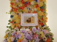 水戸市愛猫コタちゃん