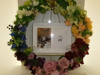 行方市愛猫ソラちゃん