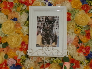 
              水戸市愛猫りゅうぼくちゃん