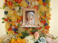 北茨城市ゴールデンハムスターサクラちゃん