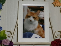 東海村愛猫ぬこちゃん