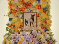 東海村愛犬小次郎ちゃん