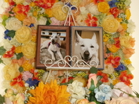 水戸市愛犬サリーちゃん