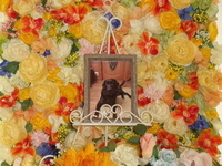 ひたちなか市愛犬ラルフちゃん