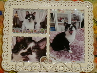 水戸市愛猫モエちゃん