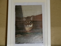 鉾田市愛猫サンジちゃん