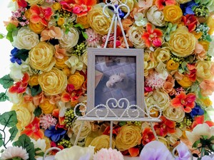 
              ひたちなか市ハムスター・ムギちゃん