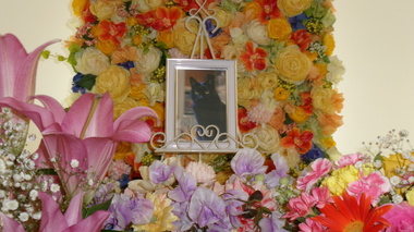 
              水戸市愛猫ランちゃん