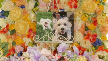 
              水戸市愛犬ライちゃん